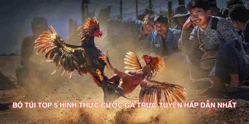 Bỏ túi TOP 5 hình thức cược gà trực tuyến hấp dẫn nhất