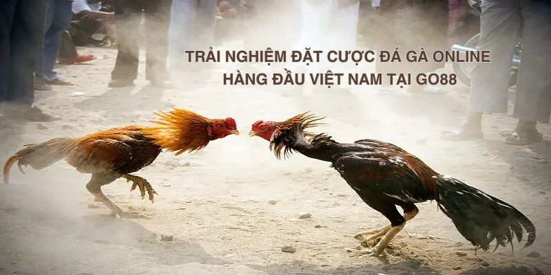 Trải nghiệm đặt cược đá gà online hàng đầu Việt Nam tại Go88